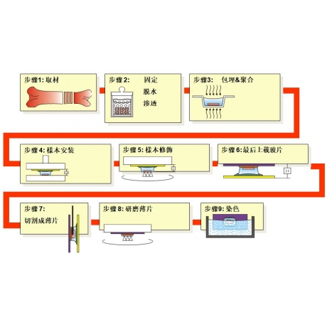 硬組織包埋、切片流程